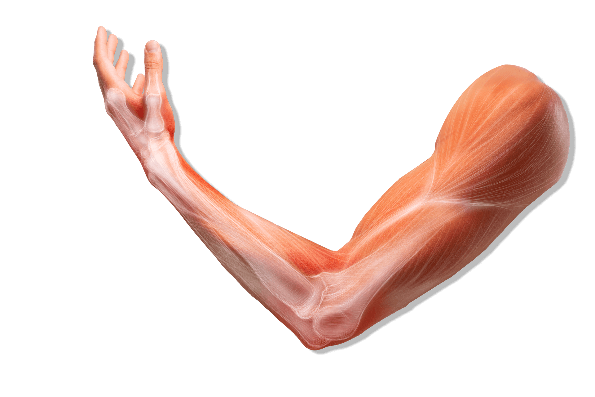 Shoulder, elbow, wrist, hand physiotherapy | action rehab - shoulder, elbow, wrist and hand physiotherapists