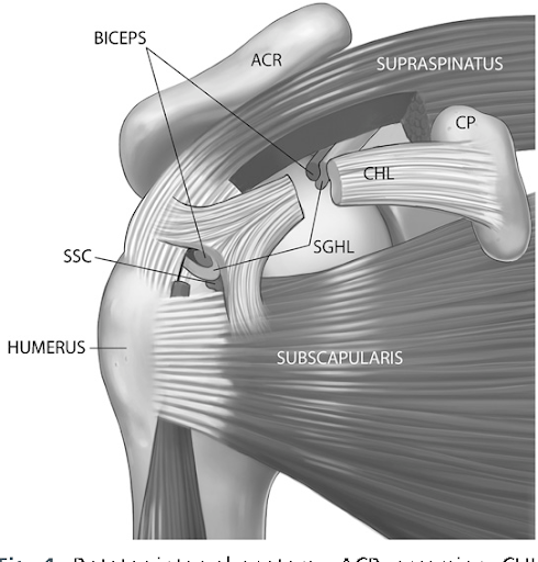 Long head of biceps tendon-related shoulder pain