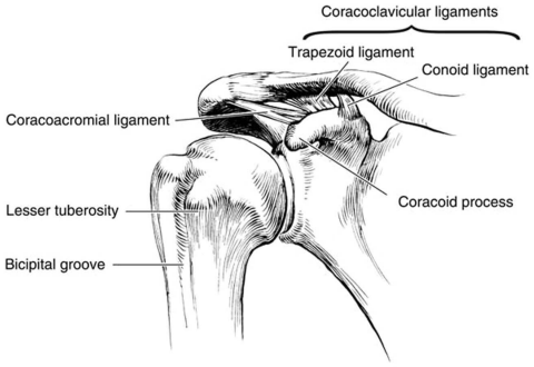 Insights into Acromioclavicular Joint Injuries | Action Rehab Hand Therapy