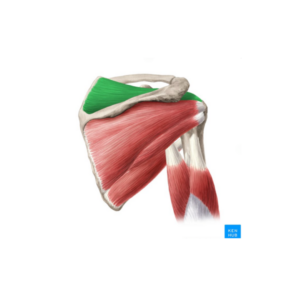 Supraspinatus Tear | Action Rehab - Shoulder, Elbow, Wrist and Hand Physiotherapists Supraspinatus Tear | Action Rehab - Shoulder, Elbow, Wrist and Hand Physiotherapists