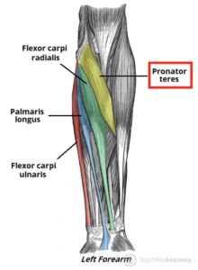 GOLFER’S ELBOW (MEDIAL EPICONDYLITIS) | Action Rehab - Shoulder, Elbow, Wrist and Hand Physiotherapists GOLFER’S ELBOW (MEDIAL EPICONDYLITIS) | Action Rehab - Shoulder, Elbow, Wrist and Hand Physiotherapists