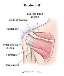 What Is A Rotator Cuff Injury? | Action Rehab - Shoulder, Elbow, Wrist and Hand Physiotherapists What Is A Rotator Cuff Injury? | Action Rehab - Shoulder, Elbow, Wrist and Hand Physiotherapists